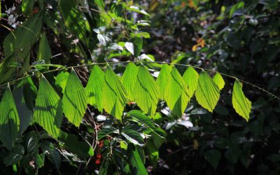 One Green Deed A Day goes online